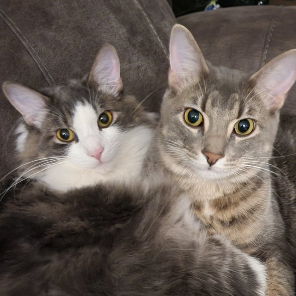 Meet your Posher, Sue - Picture 1 of 1